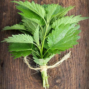 Nettle Root
