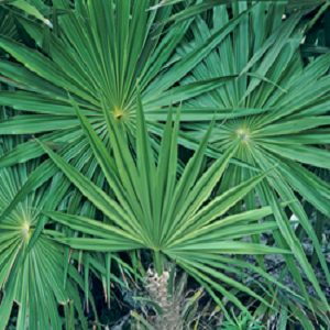 Saw Palmetto
